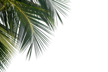 palm tree isolated on white background
