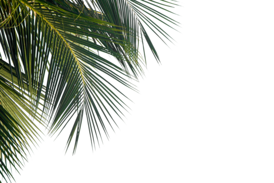 palm tree isolated on white background
