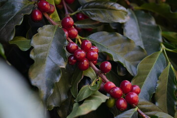 coffee plantation