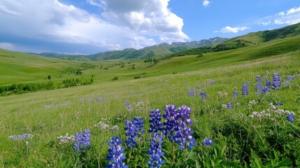 Scenic Meadow with Purple Wildflowers and Lush Green Hills