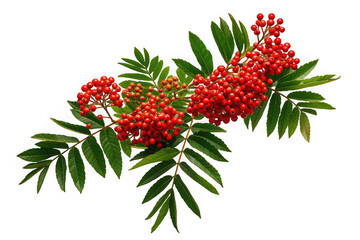 Australian Mountain Ash Tree Isolated on White Background for Stock Photography

