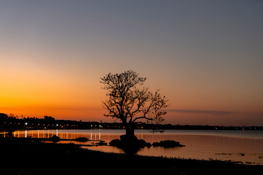 Tree in water at sunset