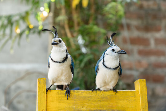 Magpie jays on a yellow chair