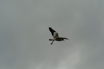 Bird in flight