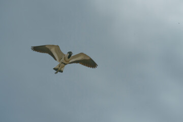 Bird in flight