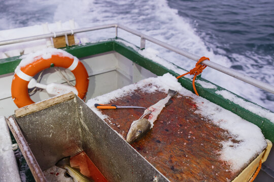 Freshly Filleted Fish on a Snow-Covered Boat Deck