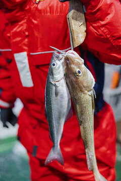 Man Holding Freshly Caught Fish on a Hook