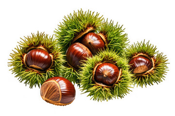 Chestnut Tree Isolated on White Background for Stock Photography

