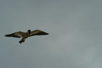 Bird in flight
