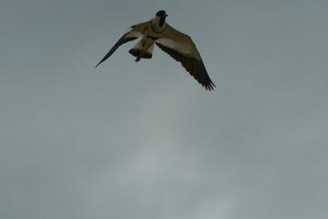 Bird in flight
