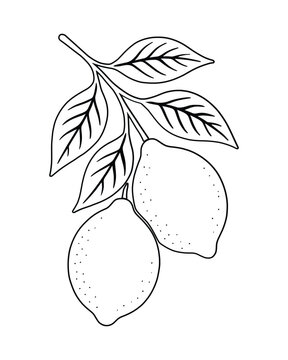 recommend clip art: Outline Lime Branch with Leaves Fresh Citrus Fruit Art