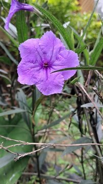 Flores al viento