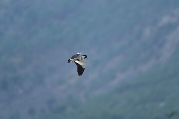 Bird in flight