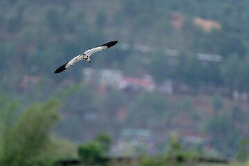 Bird in flight