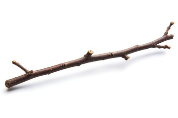 Dry branch isolated on white background
