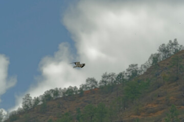Bird in flight