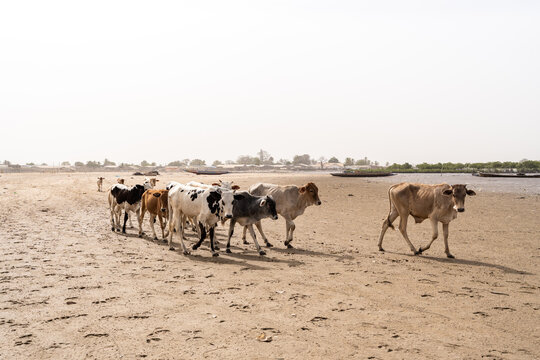 Zebu cows walking on the beach in Senegal, Africa