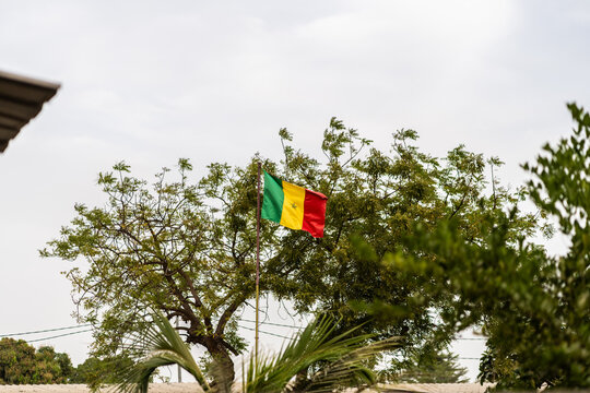 Senegal flag waving between trees in Africa