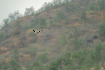Bird in flight