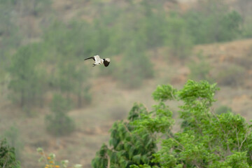 Bird in flight