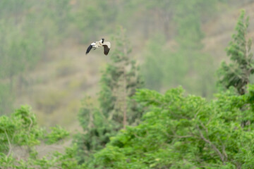 Bird in flight