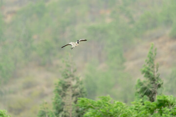Bird in flight