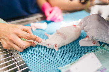 Veterinarians taking care of a laboratory rat
