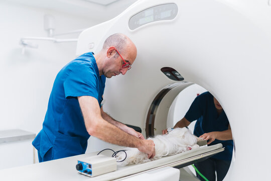 Veterinarians preparing a dog for a CT scan in a veterinary clinic