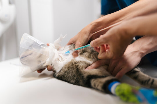 Veterinarians giving injection to sedated cat 