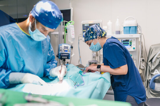 Veterinarians performing surgery on animal in operating room