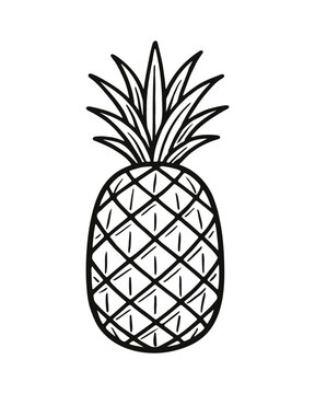 recommend clip art: Hand Drawn Pineapple Tropical Fruit Food Black and White Art