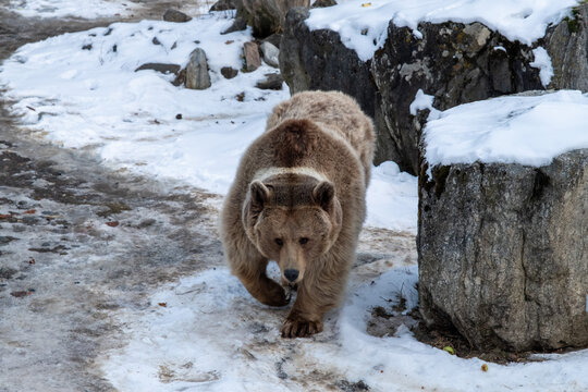 Approaching Brown Bear