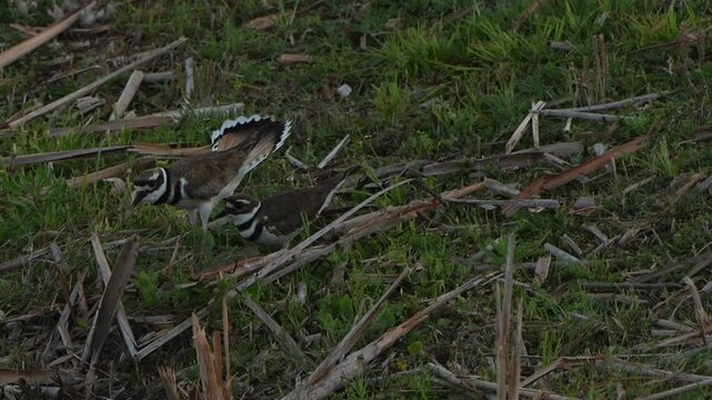 Two killdeer in the brush near a swamp