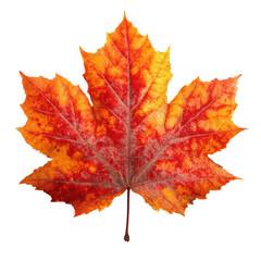 Obraz premium Vibrant Red and Orange Autumn Maple Leaf