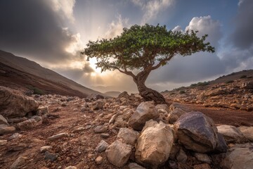 A lone tree stands on rocky terrain under a dramatic sky with sun rays breaking through the clouds at sunset.