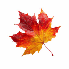 Vibrant Autumn Maple Leaf on Grey Transparent background
