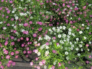 ピンクと白のカスミソウ（ジプシー）の花のアップ