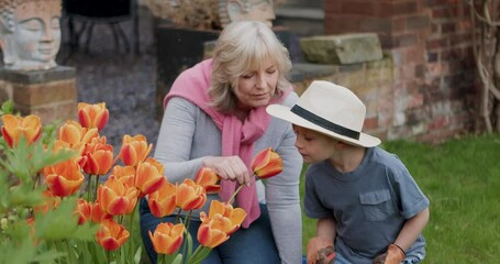 Gardening, smell flowers and grandmother with child in backyard for spring, bonding and quality time. Family, love and happy grandma and boy with tulips scent for landscaping, planting and nature - Powered by Adobe