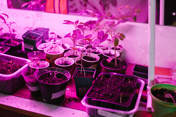 Sprouts under an ultraviolet lamp.