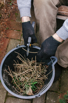 Pruning of dry branches.