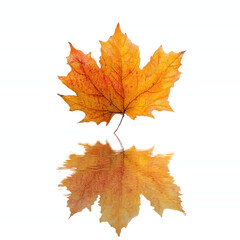 Fototapeta premium Autumn Maple Leaf Reflection on Vibrant Green Transparent background