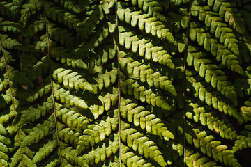 Lush dark Green Fern Leaves Background