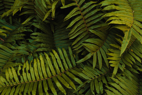 Lush dark Green Fern Leaves Background