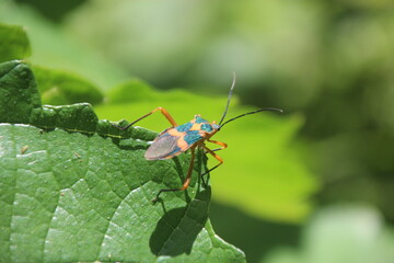 Insect, Parque Nacional Amboró, Bolivia
