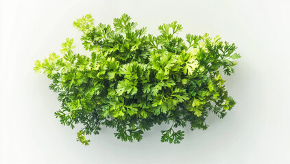 Obraz premium Fresh Coriander on White Background - Top View