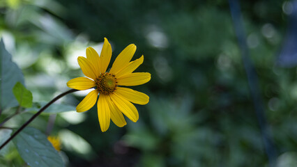 Single Yellow Wildflower (Heliopsis or Sunflower Species) Blooming in Soft Green Shade