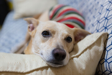 Mongrel dog sleeping on a sofa with teddy bear, wearing a striped outfit