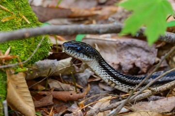 A Gray Rat Snake Close Up at Cloudland Canyon State Park, near Rising Fawn, Georgia.