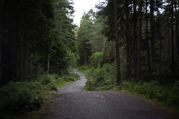 Winding gravel path through a green forest in Norway