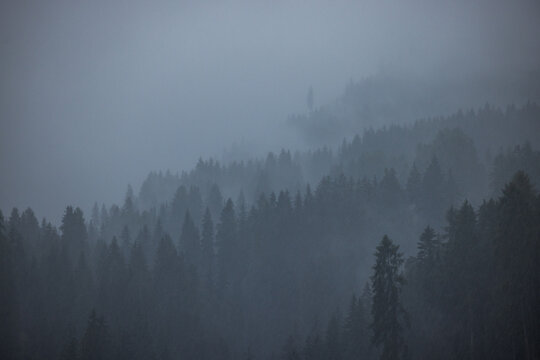 Fototapeta Rainstorm on the forest